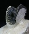 Arched Metacanthina (Asteropyge) Trilobite - Lghaft, Morocco #25833-2